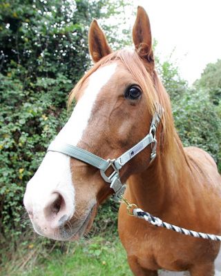 Ash the Horse
29 October 2005, on her way to the green grass in the 11 acre field.
Avainsanat: Ash horse