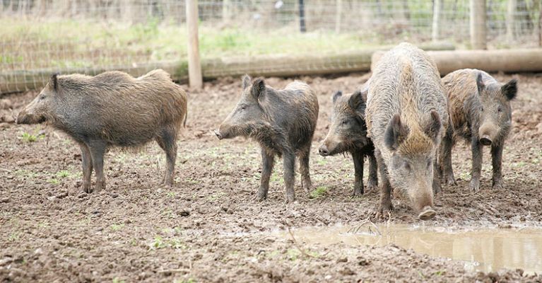 Wild Sow and Children at the "Watering Hole"
Okay, it's not a watering hole.  They have piped-in water troughs with fresh water.  This is one of their wallows.  But muddy water tastes better, I guess, than fresh Malvern water.
Anahtar kelimeler: wild boar sow wallow Malvern water pigs