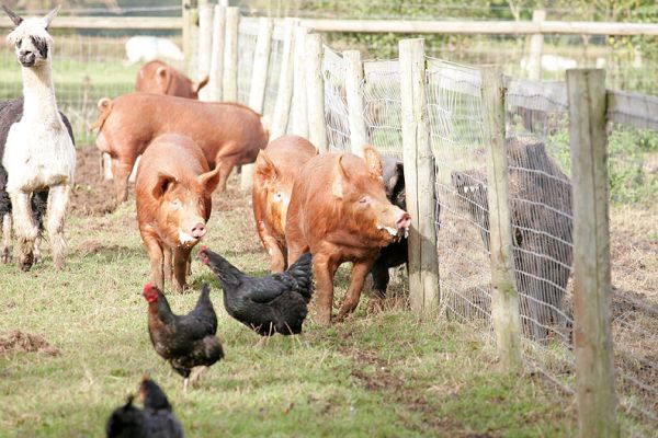 The Tamworth Pigs Showing Off
We moved the wild pigs into the next paddock -- to help us churn it up before planting grass in the spring.  The Tamworth males ran up and down the fence, with the wild boar on the other side.  The chickens and alpacas weren't impressed by this show of piggy macho.
Anahtar kelimeler: Tamworth pigs wild boar alpacas chicken maleness macho