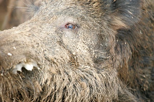 Wild Boar
The young wild boar foamed at the mouth as he ran back and forth along the fence line.  I'm told wild boar are dangerous if cornered.  I guess this is what you'd see if you were up close and personal (I had a telephoto lens).
Anahtar kelimeler: wild boar eye bristle foaming at the mouth pig