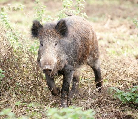 Young Wild Boar
Mots-clés: young wild boar Lucies Farm pig