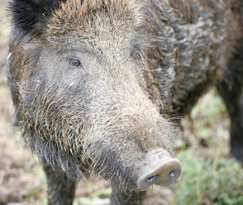 Wild Boar
29 October 2005
Słowa kluczowe: wild boar snout bristle pig