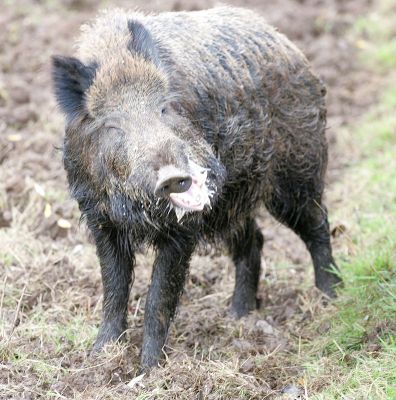 Wild Boar
While foaming at the mouth, he then suddenly started to exercise his bottom jaw.  Look at the size of that tusk.
Schlüsselwörter: wild boar tusk bristle pig