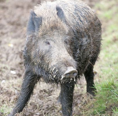 Wild Boar
Trefwoorden: wild boar pig