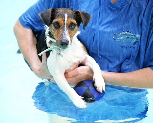 Jake in the Pool
Holding his favourite pool toy --- he won't chase any of the other toys.
Keywords: Jake pool toy Lucies Farm canine hydrotherapy swimming dog Jack Russell