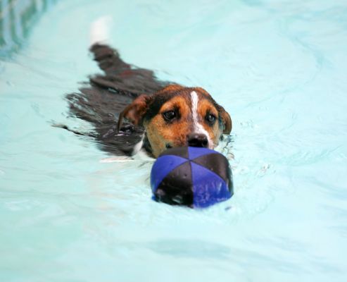 Jake and His Toy
Trefwoorden: Jake swimming dog canine hydrotherapy Jack Russell Lucies Farm Ritz Canine