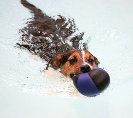Jake in the Pool
Palabras clave: Jake swimming dog Jack Russell canine hydrotherapy Lucies Farm Ritz Canine