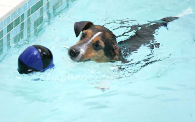 Jake Fetching The Ball
Ключові слова: Jake swimming dog ball Jack Russell Ritz Canine hydrotherapy Lucies Farm