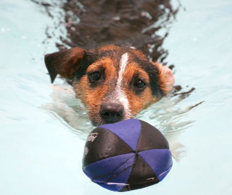 Jake and the Floating Ball
Keywords: Jake Jack Russell floating ball canine hydrotherapy swimming dog Ritz Canine