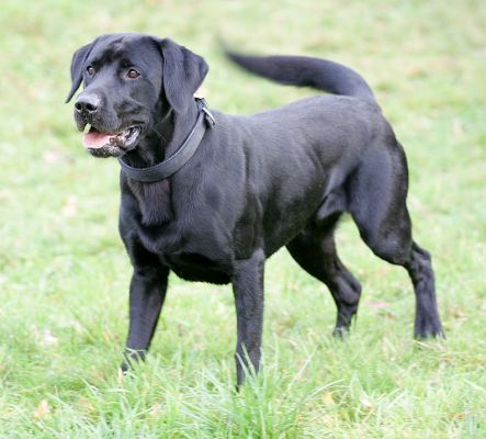 Buddy waiting for the off!
Anahtar kelimeler: Buddy Black Labrador ball