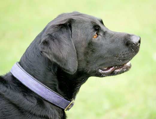Harvey with his eye on the ball
Schlüsselwörter: Harvey Black Labrador ball