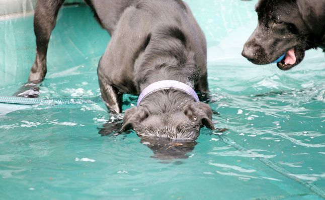 Buddy determined to retrieve the ball
When Harvey & Buddy first came to stay at Lucies Farm, Harvey wasn't that interested in the ball.  Now he's become an ace player and now will retrieve the ball from anywhere.  Buddy looks on in awe.  He prefers to use his paws to retrieve.
Anahtar kelimeler: Harvey Buddy Black Labrador ball pool water