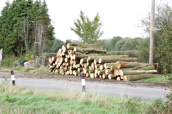 Lumber at the Roadside
Some of the wood cut down in Lord's Wood, at the roadside awaiting the truck from the sawmill.  I understand this wood is pulped and becomes the inside of corrugated boxes.
Keywords: sawmill Lord's Wood lumber trees Woodman's Cottage Lucies Farm