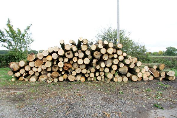 Lumber at Roadside
Awaiting pick-up by the truck from the sawmill.  This is stacked on the triangular area owned by us in front of Woodman's Cottage:  it has not been possible to have the sawmill pick up at the staging area behind Lordswood Cottage.  29 October 2005
Keywords: Lord's Wood Woodman's Cottage lumber timber sawmill