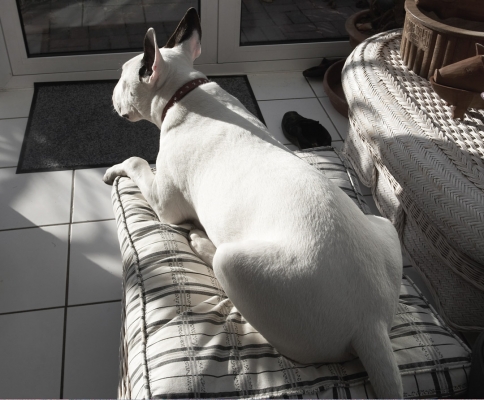Mana Resting in the Conservatory
Keywords: Animal Animals Dog Dogs Domestic Domesticated English Bull Terrier Mana Pet Pets
