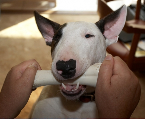 Mana With His Nylabone
Schlüsselwörter: Animal Animals Bone Dog Dogs English Bull Terrier Mana Nylabone Pet Pets