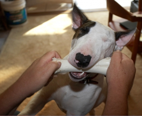 Mana With His Nylabone
Palabras clave: Animal Animals Bone Dog Dogs English Bull Terrier Mana Nylabone Pet Pets