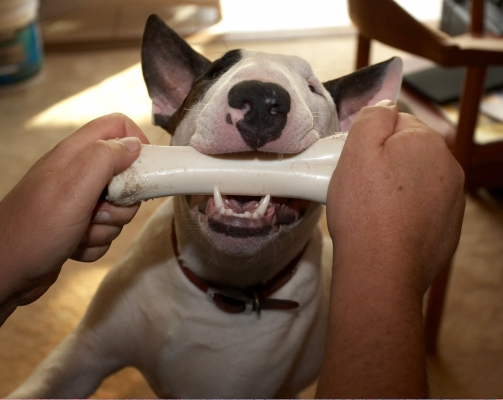 Mana With His Nylabone
Keywords: Animal Animals Bone Dog Dogs English Bull Terrier Mana Nylabone Pet Pets