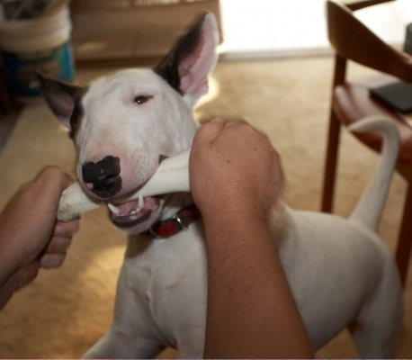 Mana With His Nylabone
Ključne besede: Animal Animals Bone Dog Dogs English Bull Terrier Mana Nylabone Pet Pets