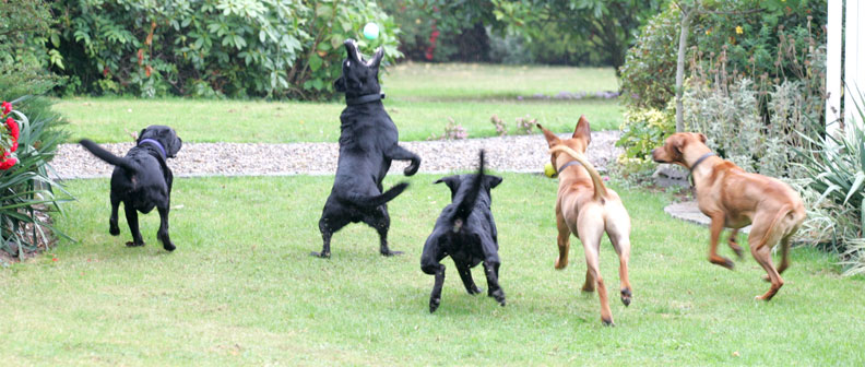 Harvey, Buddy, Otis & Simba all going after the same ball
Keywords: Harvey Buddy Otis Simba Black Labrador Rhodesian Ridgeback luxury dog hotel kennels Lucies Farm