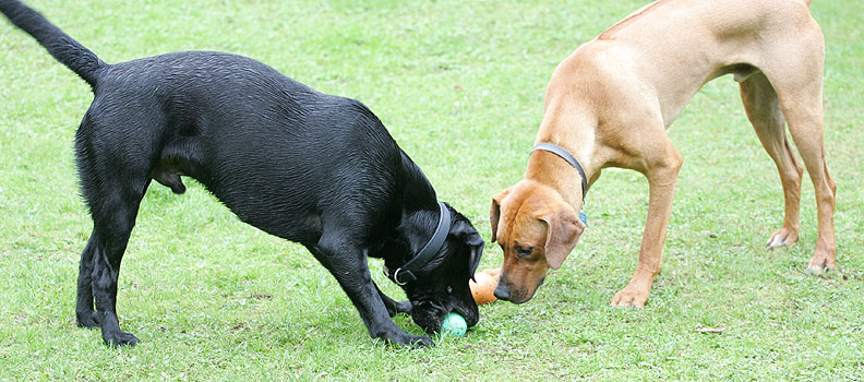 Buddy & Simba after the same ball
Although Simba could have his own ball he liked the competition of seeing if he could get to the ball before Buddy!
Ключові слова: Buddy Simba Rhodesian Ridgeback Black Labrador ball