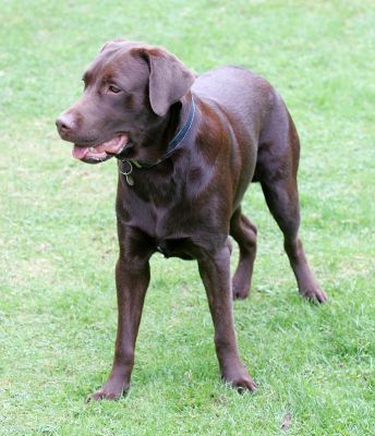 Branston
Playing ball in the front garden.
Keywords: Branston Chocolate Labrador dog hotel ball playing Lucies Farm