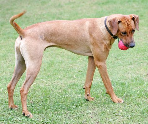 Simba With The Red Ball
Palabras clave: Simba Rhodesian Ridgeback dog Lucies Farm dog boarding dog kennel