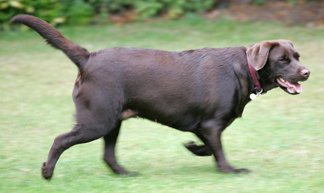 Holly
Holly playing ball in the garden.
Palabras clave: Holly Chocolate Labrador dog playing ball Lucies Farm dog kennel