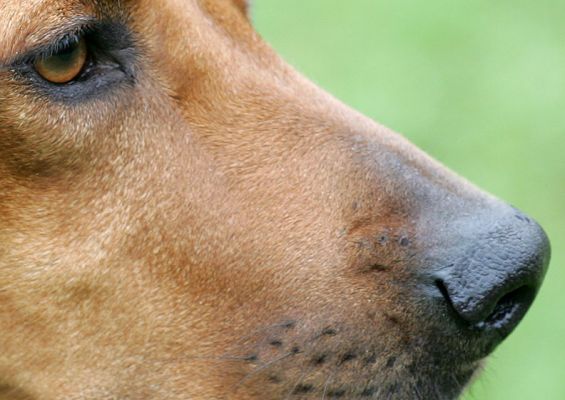 Kila looking pensive
Keywords: Kila Rhodesian Ridgeback luxury dog hotel kennels Lucies Farm