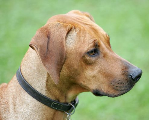 Kila watching the others at play
Kila never wanted her own ball.  She always wanted the one that Simba had.  Great exercise with the chases.
Keywords: Kila Rhodesian Ridgeback luxury dog hotel kennels Lucies Farm