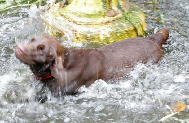 Holly in the Fountain
Having one of those good spin-off-the-water shakes.  Of course, it doesn't work too well when  you're actually [i]standing[/i] in the water.
Schlüsselwörter: Holly Chocloate Labrador water spin fountain dog hotel dog kennel Lucies Farm