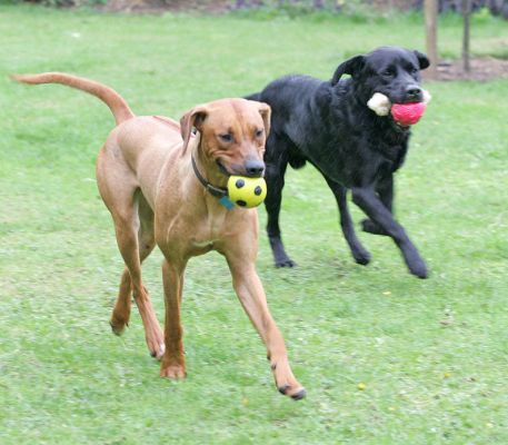 Otis with, as always, two balls and Simba running with the yellow ball
Ключови думи: Simba Rhodesian Ridgeback Otis Black Labrador luxury dog hotel kennels Lucies Farm