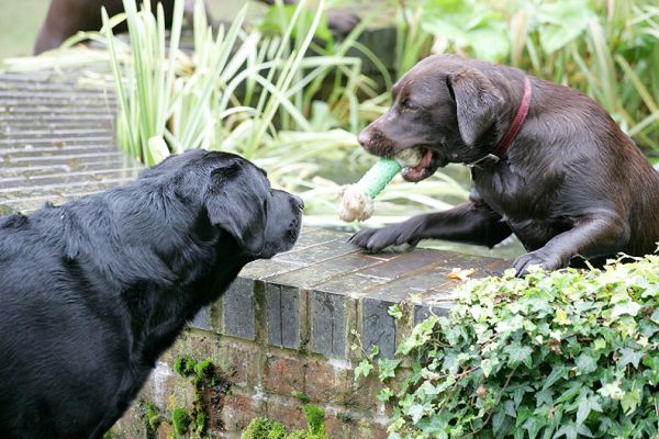 Buddy in his favourite place - the fountain - where he always drops his ball and Cole watching with bemusement
Ključne besede: Black Labrador Buddy Cole fountain luxury dog hotel kennels Lucies Farm