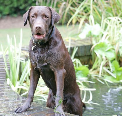 Branston Rising From The Fountain
It looks like he's about to give a speech.
Ключові слова: Branston Chocolate Labrador speech fountain Lucies Farm dog hotel dog kennel