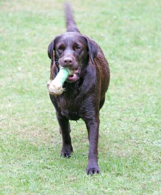 Holly With A Toy
Keywords: Holly Choclate Labrador dog hotel dog kennel fetch dog toy Lucies Farm