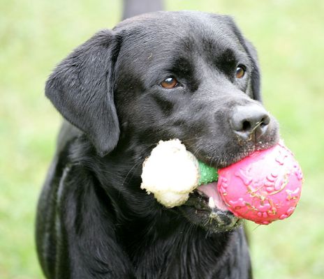 Otis - nothing less than two balls will do!
Klíčová slova: Otis Black Labrador luxury dog hotel kennels ball Lucies Farm