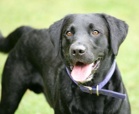 Harvey waiting for the ball to be thrown
Keywords: Harvey Black Labrador luxury dog hotel kennels Lucies Farm