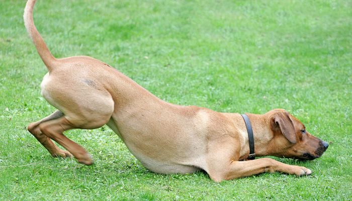 Simba taking time out chewing on the ball
Keywords: Simba Rhodesian Ridgeback luxury dog hotel kennels Lucies Farm