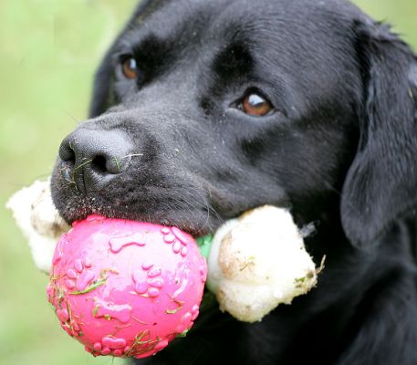Otis working out how he can get a third ball!
Ключові слова: Otis Black Labrador luxury dog hotel kennels Lucies Farm