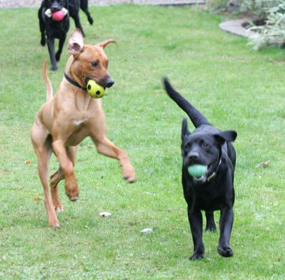 Simba, Harvey & Buddy and the great ball chase
Keywords: Simba Harvey Buddy Rhodesian Ridgeback Black Labrador luxury dog hotel kennels Lucies Farm