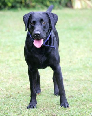 Buddy waiting for the ball to be thrown
Keywords: Buddy Black Labrador luxury dog hotel kennels Lucies Farm