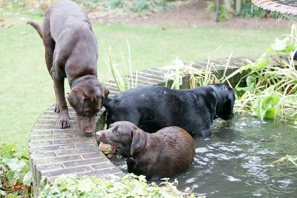 Buddy Holly & Branston splashing in the fountain
Keywords: Holly Branston Buddy Chocolate Labrador Black Labrador luxury dog hotel kennels Lucies Farm