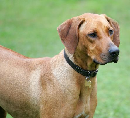 Kila still pensive
Keywords: Kila Rhodesian Ridgeback luxury dog hotel Lucies Farm kennels Lucies Farm