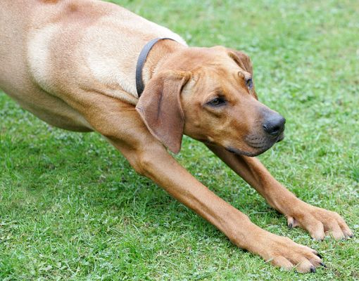 Simba going for the great stretch
Keywords: Simba Rhodesian Ridgeback luxury dog hotel kennels Lucies Farm