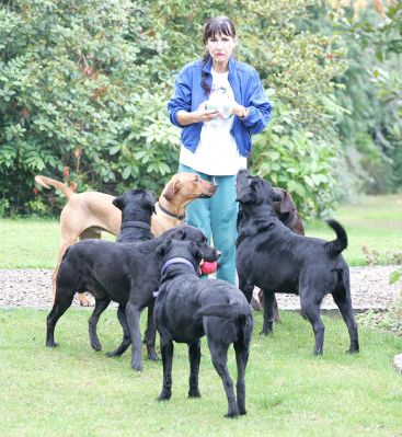 Marjorie and The Dogs
As the Labradors and Ridgebacks are easy going, Marjorie and I thought a big 90-minute ball playing session would give them all some good exercise.  Marjorie had to go back to get more balls -- in this photograph she's just returned with the new balls.  The dogs look interested!
Keywords: dogs ball playing Labradors Ridgebacks Marjorie Kila Simba Buddy Harvey