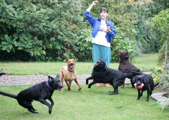 Marjorie Throwing A Ball
Right at me . . . with the dogs (some already with toys in their mouth) in hot pursuit.
Keywords: Marjorie dog ball playing Kila Simba Harvey Buddy