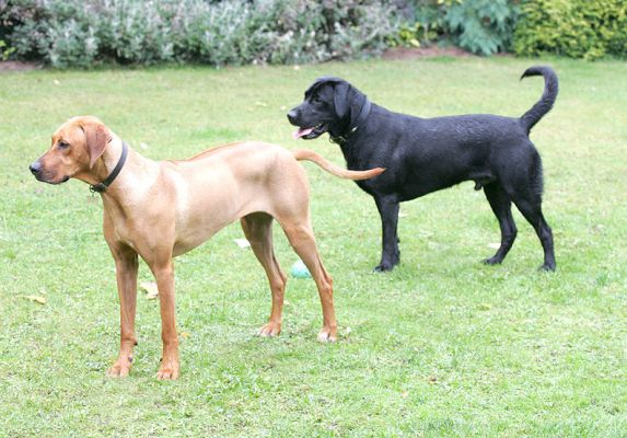 Simba & Buddy waiting for more balls
Keywords: Simba Buddy Rhodesian Ridgeback Black Labrador luxury dog hotel ball