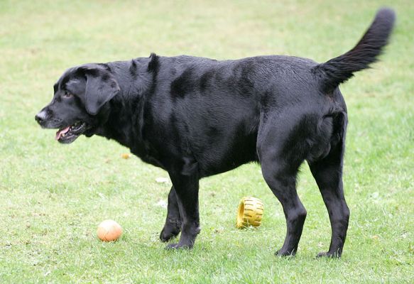 Cole eschewing all balls
Schlüsselwörter: Cole Black Labrador balls luxury dog hotel