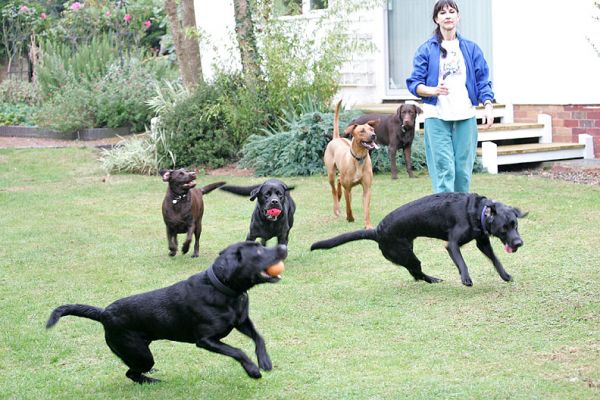 Play time chez Lucies Farm
This was great fun for us and the dogs.  We usually give them their own, individual playtime but they all really enjoyed this get together.
Keywords: Holly Branston Simba Buddy Harvey Chocolate Labrador Black Labrador Rhodesian Ridgeback ball