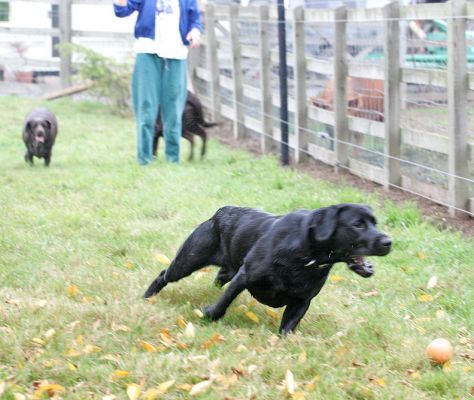 Buddy outrunning all the others
Ključne besede: Buddy Black Labrador ball luxury dog hotel kennels